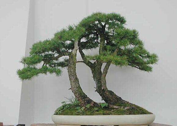 雪松盆景怎么整形和病虫害防治的方法