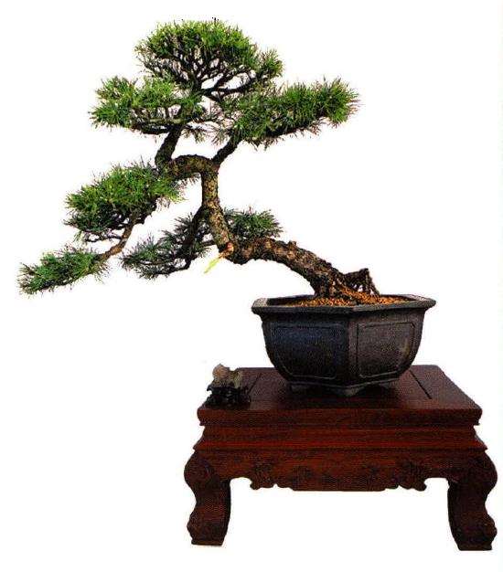 雪松盆景怎么栽种造型