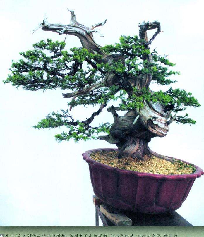 图解 台湾真柏盆景怎么舍利丝雕的15个步骤
