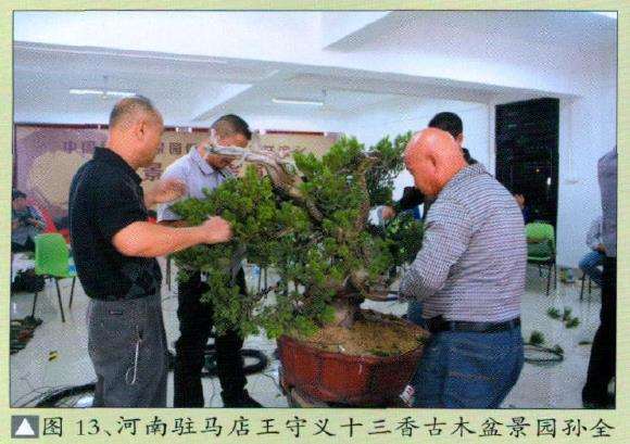 河南驻马店王守义十三香古木盆景园