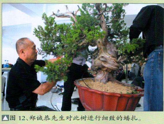 郑诚恭先生对此树进行细致的蟠扎
