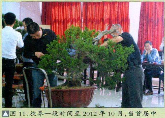 当首届中国私家盆景园联谊会在苏州遂苑召开之际