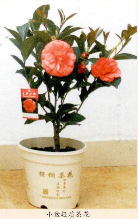 近年茶花逐渐显现两大两小一新发展态势