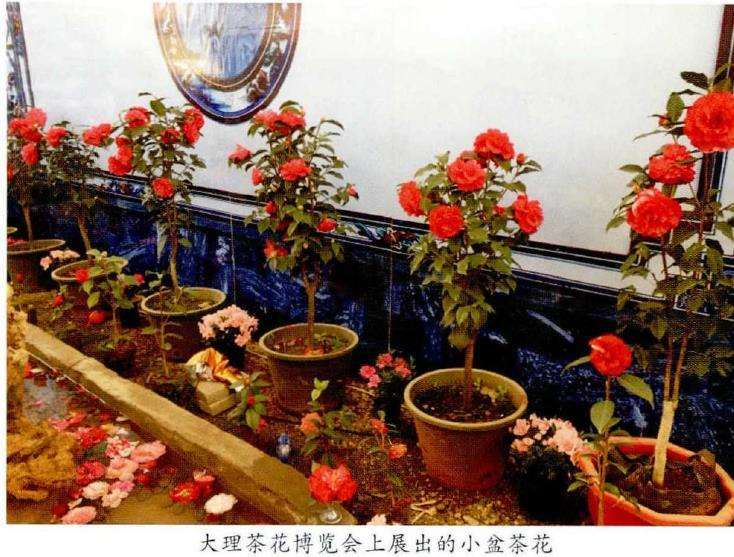 近年茶花逐渐显现两大两小一新发展态势