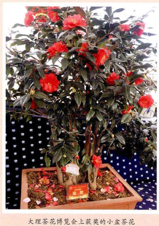 茶花
