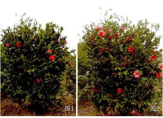 四季茶花杂交新品种究竟有8个靓点