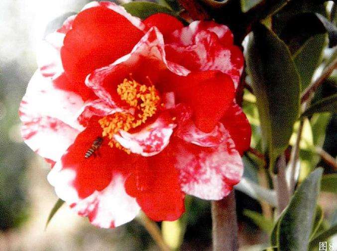 四季茶花杂交新品种究竟有8个靓点