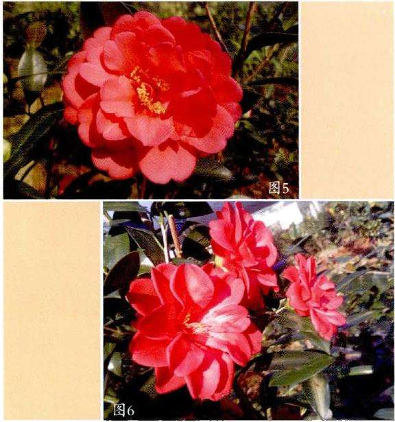 四季茶花杂交新品种究竟有8个靓点