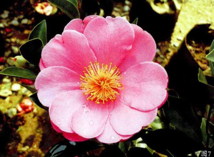 四季茶花杂交新品种究竟有8个靓点