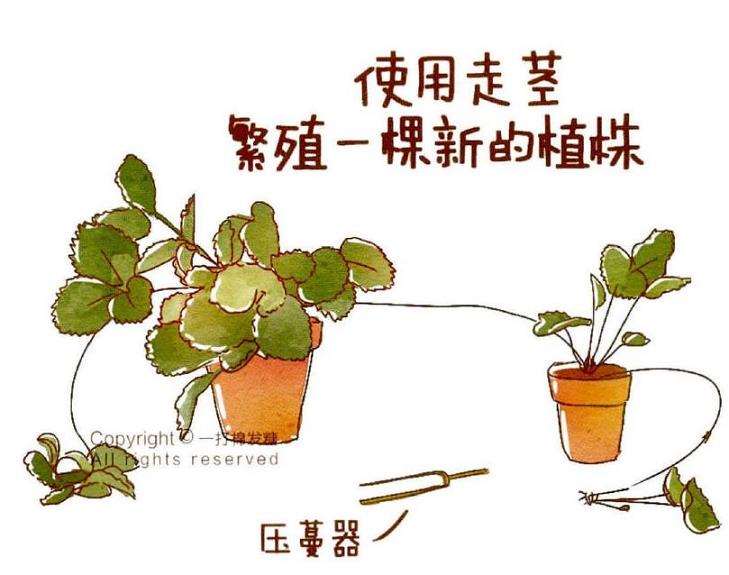盆栽草莓怎么繁殖