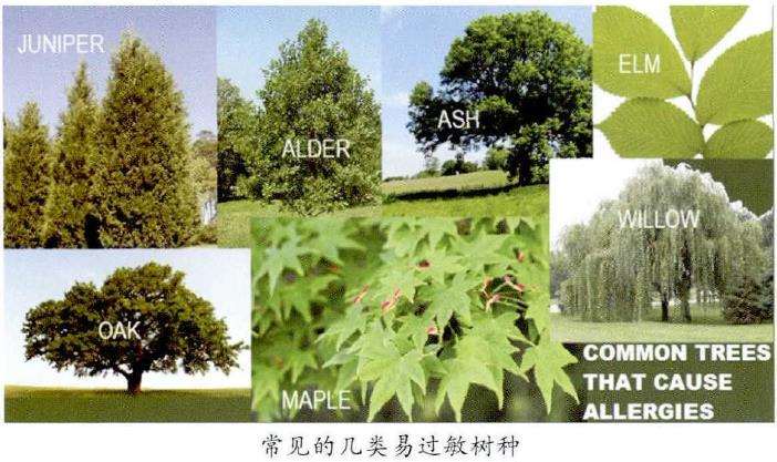 春天容易花粉过敏的植物有哪些