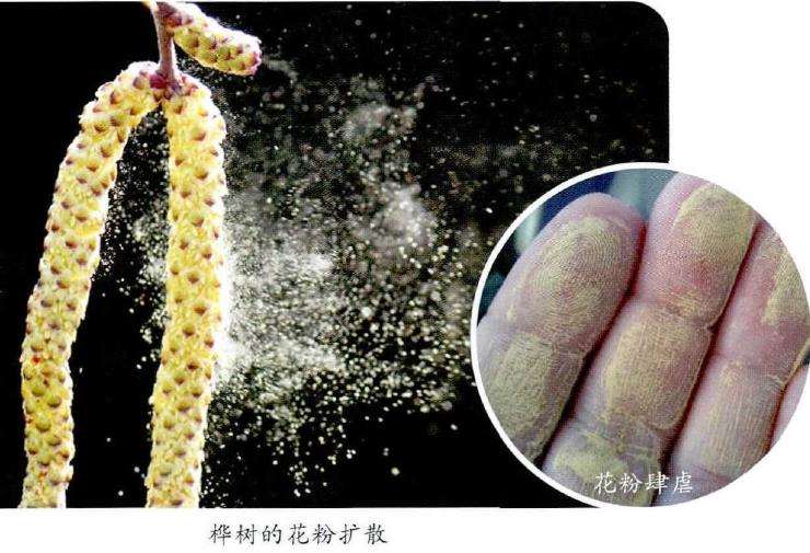 春天容易花粉过敏的植物有哪些