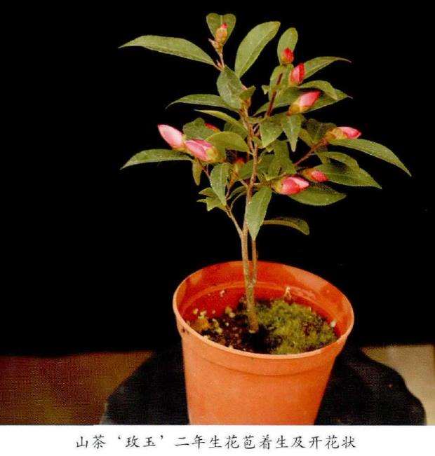 山茶花怎么疏蕾修剪