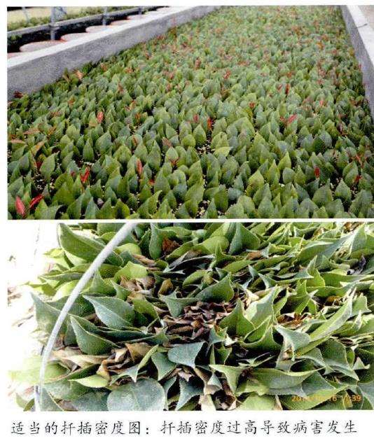 山茶花怎么插穗扞插的5个步骤 图片