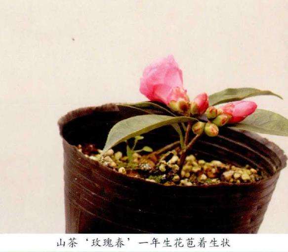 山茶花怎么插穗扞插的5个步骤 图片