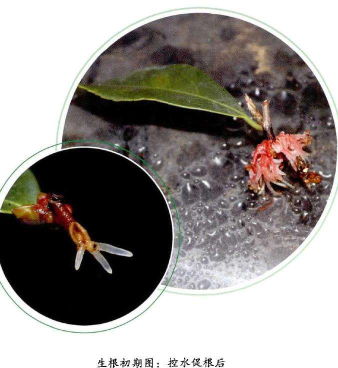 山茶花怎么插穗扞插的5个步骤 图片