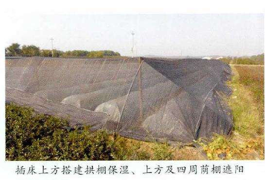 山茶花怎么插穗扞插的5个步骤 图片