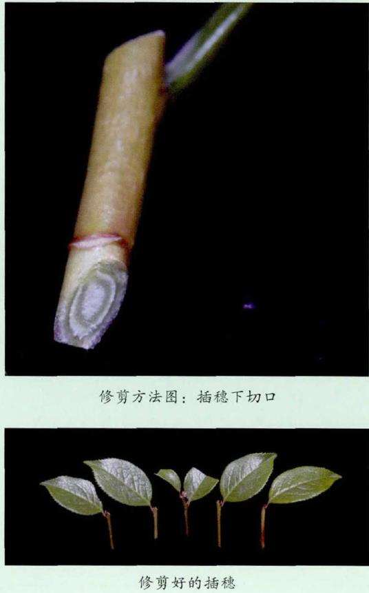 山茶花怎么插穗扞插的5个步骤 图片