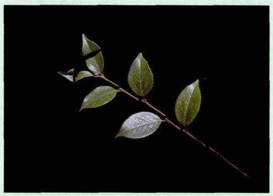 山茶花怎么插穗扞插的5个步骤 图片