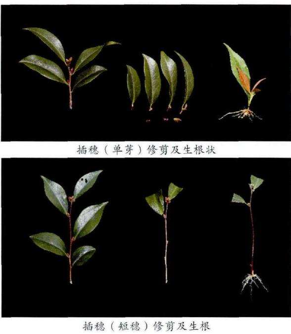 山茶花怎么插穗扞插的5个步骤 图片