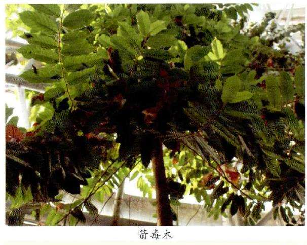 热带雨林植物是在保护自己的 图片