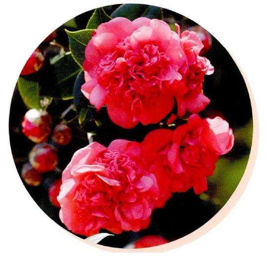 看着满园盛放的娇艳花朵 心生欢喜