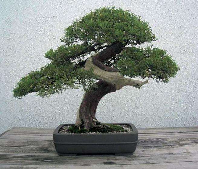 浙江省风景园林学会盆景艺术分会召开理事年会