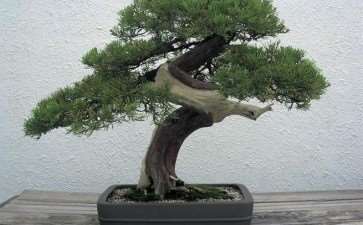 浙江省风景园林学会盆景艺术分会召开理事年会