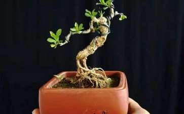 怎么促进山东盆景事业发展的方法