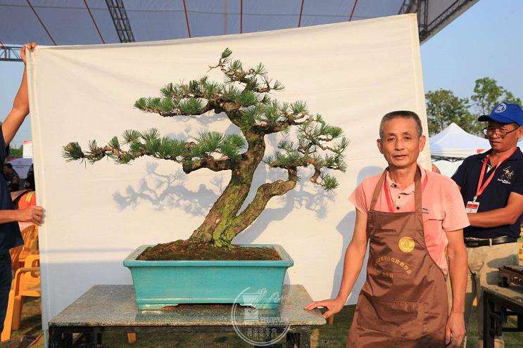 浙江省台州选拔参加七博会盆景精品