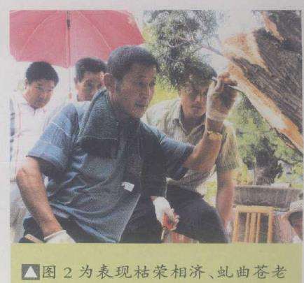 苍松园柏树盆景怎么创作的5个过程