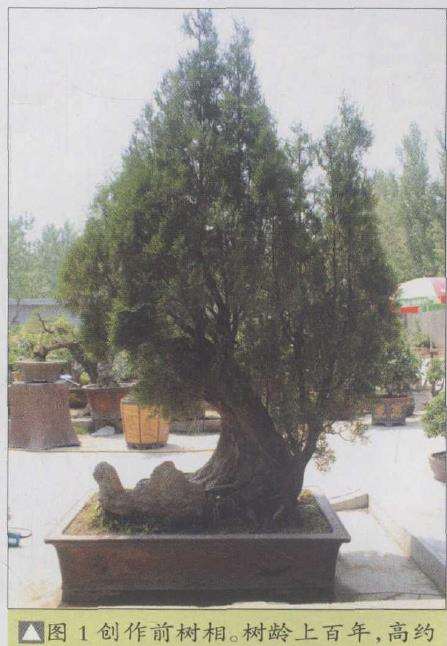 苍松园柏树盆景怎么创作的5个过程