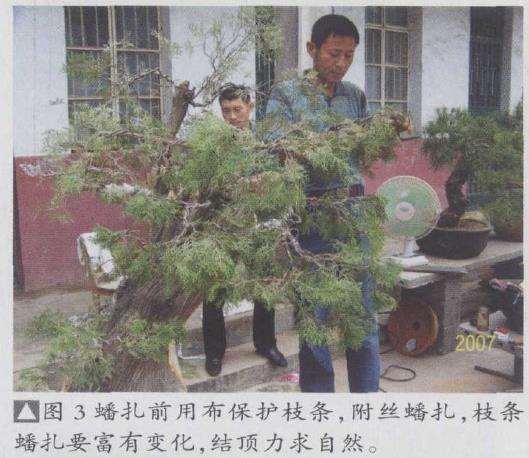 苍松园柏树盆景怎么创作的5个过程