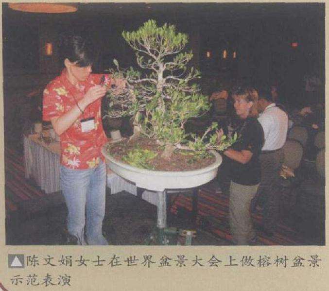 2009 华盛顿世界盆景大会全 图片