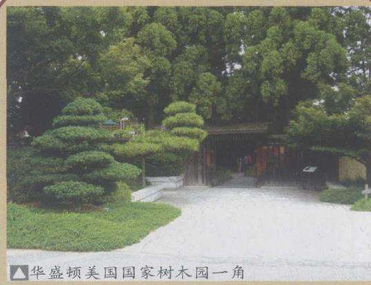 2009 华盛顿世界盆景大会全 图片