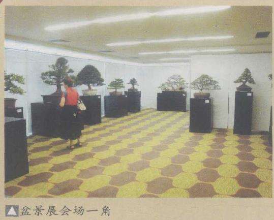 2009 华盛顿世界盆景大会全 图片