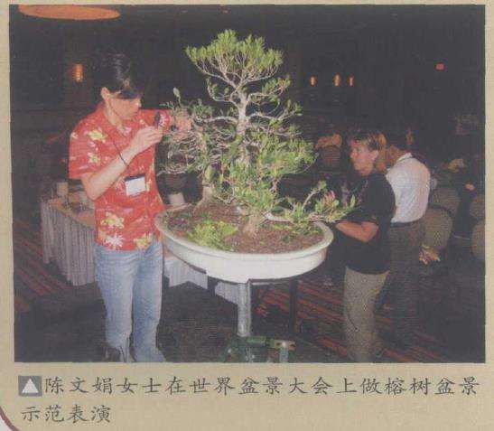 2009 华盛顿世界盆景大会全 图片