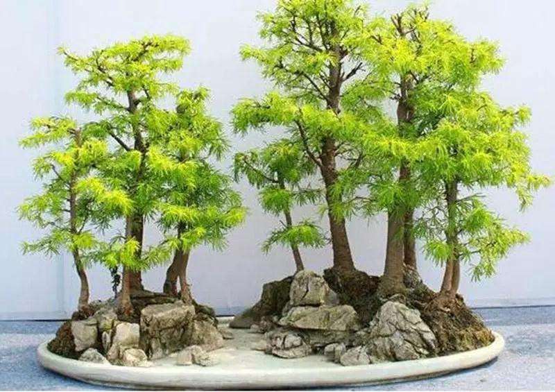 张家港金港镇后塍花木盆景协会