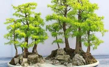 2009 张家港金港镇后塍花木盆景协会