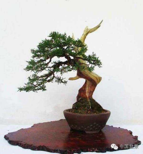 南京城市职工盆景协会发展浅探 图片