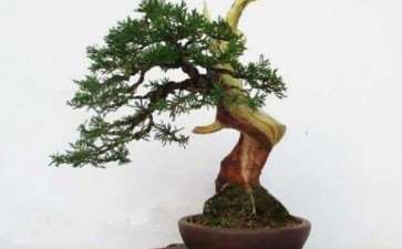 南京城市职工盆景协会发展浅探 图片