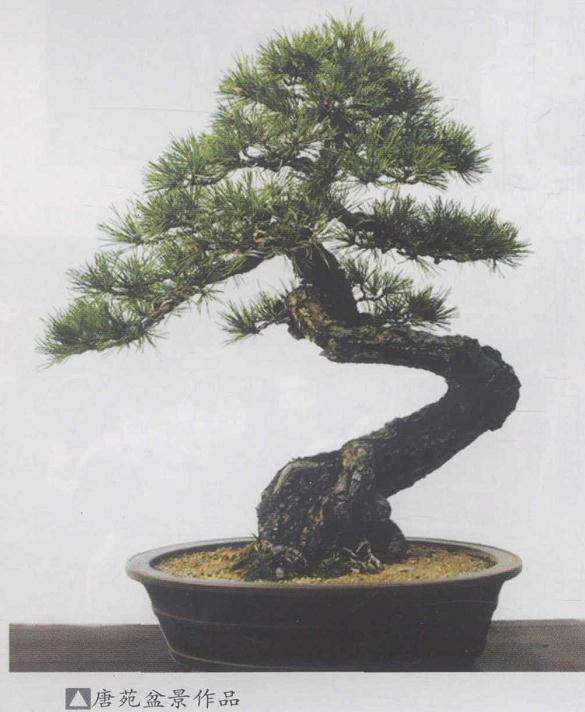 西安第二届唐风盆景展