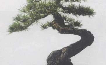 2009年 西安第二届唐风盆景展 图片