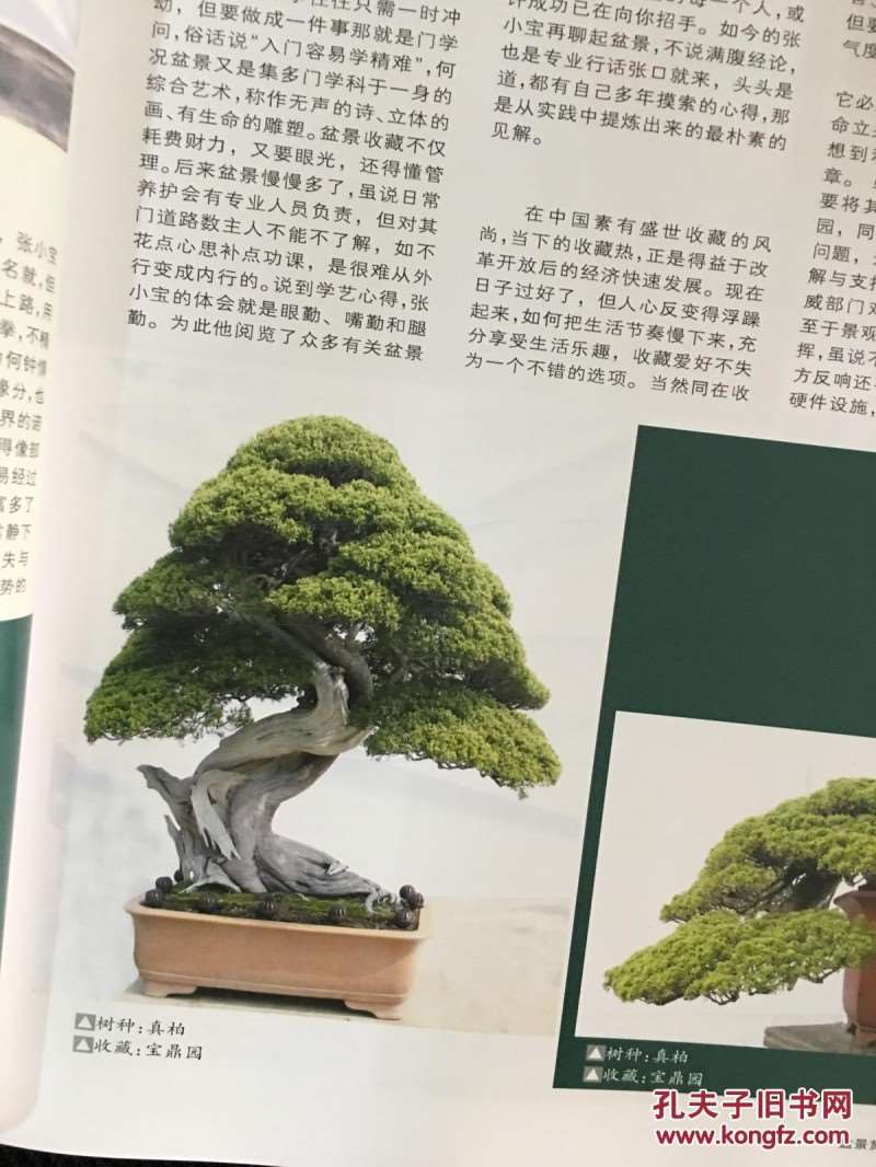 建议《花木盆景》增加世界赏石栏目