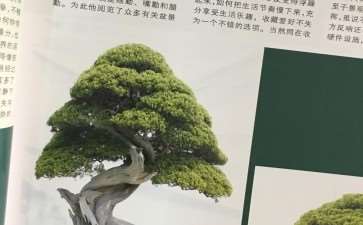 建议《花木盆景》增加世界赏石栏目