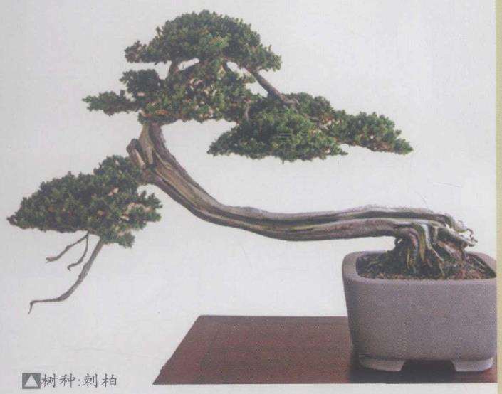 澳大利亚国际盆景大师