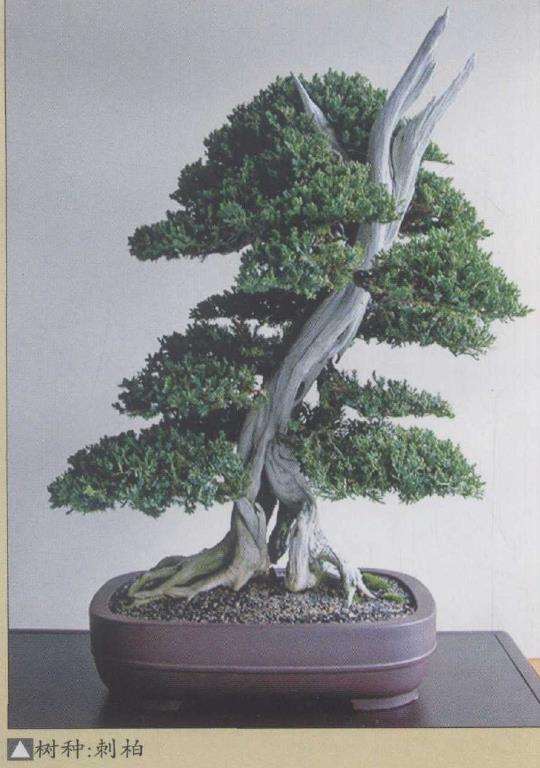 澳大利亚国际盆景大师