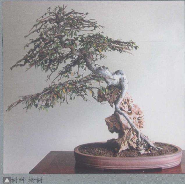 澳大利亚国际盆景大师