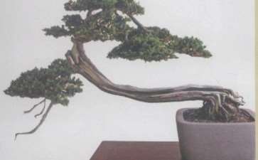 澳大利亚国际盆景大师 林赛 图片