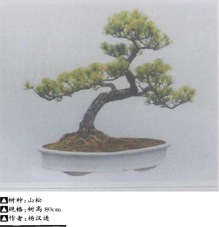 盆景怎样进行立意构图的3个方法 图片